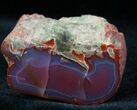 Vibrantly Colored Yellow Cat Petrified Wood - Wyoming #12198-1